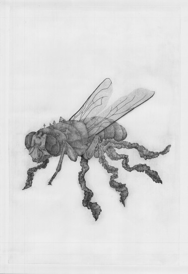 Fly | etching | 100x70cm